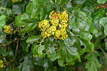 Knopper galls on English Oak (Quercus robur), caused by the gall wasp (Andricus quercuscalicis), hedgerow, Worcestershire, England, August.