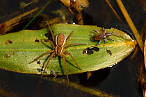 Fen raft spider (Dolomedes plantarius) and Reed beetle (Donacia veriscolorea) on Broad-leaved Pondweed (Potamogeton natans), River, Volyn Oblast, Ukraine, May.