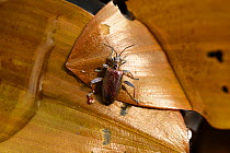 Reed Beetle (Donacia veriscolorea) on Broad-leaved Pondweed (Potamogeton natans), Shatsky National Natural Park, Volyn Oblast, Ukraine, May.