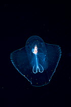 Sea butterfly (possibly Corolla spectabilis) at night in the Sargasso Sea, Atlantic Ocean.