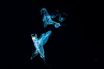 Flying fish, possibly the Spotfin flyingfish (Cheilopogon furcatus) reflecting off the surface in the Sargasso Sea in the middle of the Atlantic Ocean.
