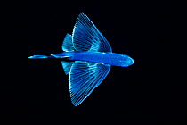 An unidentified species of flying fish in the Sargasso Sea in the middle of the Atlantic ocean, International Waters.