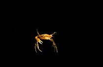Sargassum swimming crab (Portunus sayi) at night in the Sargasso Sea, Atlantic Ocean, International Waters.