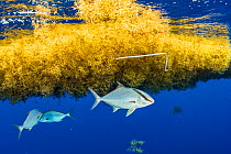 Almaco Jack fish (Seriola rivoliana) take shelter under a sargassum matt with a plastic packing tie in it. Image made in the Sargasso Sea, Atlantic Ocean, International Waters.