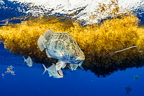 A large tripletail (Lobotes surinamensis) and Almaco jackfish (Seriola rivoliana) live under the cover of sargassum in the Sargasso Sea. Note plastic packing tie in the right of the frame. Image made...