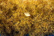 A Planehead filefish (Stephanolepis hispidus) takes shelter in a matt of sargassum in the Sargasso Sea, Atlantic Ocean, International Waters.