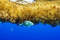 Jack fish (Eriola dumerili) taking shelter under a matt of sargassum in the Sargasso Sea.