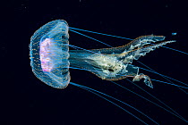 Jellyfish, probably a purple stinger (Pelagia noctiluca) at night in the Sargasso Sea, Atlantic Ocean.