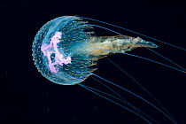 Jellyfish, probably a purple stinger (Pelagia noctiluca), at night in the Sargasso Sea, Atlantic Ocean.