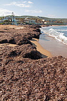 Dried mat of Neptune seagrass (Posidonia oceanica) leaves washed ashore. If left then they can protect the beach from erosion and the loss of important ecosystem services, Arina beach, Heraklion, Cret...