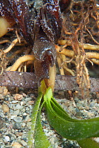 Close up of the leaves and roots of Neptune seagrass (Posidonia oceanica), Agia Pelagia, Heraklion, Crete, Greece