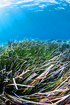 Neptune seagrass (Posidonia oceanica) meadow, Chersonissos, Heraklion, Crete, Greece