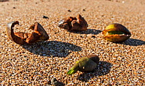 Neptune seagrass (Posidonia oceanica) fruits washed ashore after a storm. Gouves, Heraklion, Crete, Greece