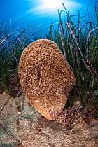 Noble pen shell (Pinna nobilis) is the largest bivalve in the Mediterranean. It is mostly found in seagrass meadows (Posidonia oceanica). National Marine Park of Alonissos Northern Sporades, Greece