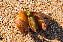 Close up of the fruit of Neptune seagrass (Posidonia oceanica). Location Gouves, Heraklion, Crete, Greece