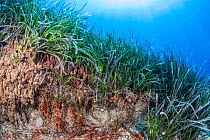 Erosion of a coastal system of Neptune seagrass (Posidonia oceanica), South Crete, Greece