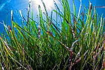 Neptune seagrass meadow (Posidonia oceanica) in the coastal zone of the Samaria National Park, Chania, Crete