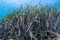 Neptune seagrass (Posidonia oceanica) meadow, Agia Pelagis, Heraklion, Crete, Greece