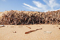 Dried mat of Neptune seagrass (Posidonia oceanica) leaves washed ashore. If left then they can protect the beach from erosion and the loss of important ecosystem services, Arina beach, Heraklion, Cret...