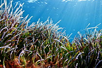 Neptune seagrass (Posidonia oceanica) meadow, Skyros, North Aegean, Greece
