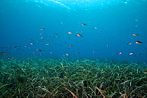 A school of Mediterranean chromis (Chromis chromis) swimming above Neptune seagrass (Posidonia oceanica) meadow, Skyros, North Aegean, Greece.