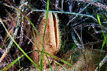 The Noble pen shell (Pinna nobilis) is the largest bivalve that lives in the Mediterranean. It is mostly found in seagrass meadows (Posidonia oceanica), Skyros, North Aegean, Greece.