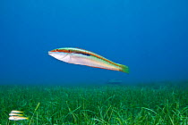 Mediterranean rainbow wrasse (Coris julis) female and three striped red mullet or surmullet (Mullus surmuletus) swim above little neptune seagrass (Cymodocea nodosa), Agia Pelagia, Heraklion, Crete, G...