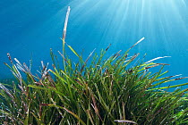 Neptune seagrass (Posidonia oceanica) meadow, Samaria National Park, Chania, Crete, Greece