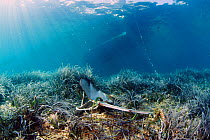 Neptune's seagrass (Posidonia oceanica) meadow damaged by repeated anchorage by leisure boats. National Marine Park of Alonissos, Northern Sporades, Greece