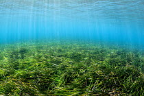 Meadow of Neptune seagrass (Posidonia oceanica), Chersonissos, Heraklion, Crete, Greece