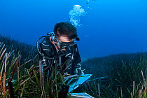 A researcher collects data from the seagrass meadows (Posidonia oceanica) in the Samaria National Park, Chania, Crete. The continous monitoring of the ecological status of the seagrass meadows is an i...