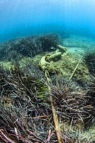 Seagrass meadows face several pressures and threats globally, including uncontrolled anchorage, which destroys the seagrass roots and exposes buried carbon. causing release of carbon dioxide into the...