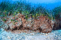 Erosion of Neptune seagrass (Posidonia oceanica), Southern Crete, Greece. Human activities can cause erosion of seagrass meadows, which releases the stored carbon into the water column and the atmosph...
