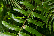 Giant stick insect (Acrophylla wuelfingi) in forest of Dominica, Eastern Caribbean. April 2019