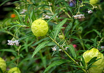 Balloon plant (Gomphocarpus physocarpus) with its striking ball-like fruits containing lots of air.  Dominica, West Indies. June.