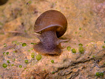 Great pond snail (Lymnaea stagnalis) grazing algae from a rock in a garden pond, Wiltshire, UK, July.