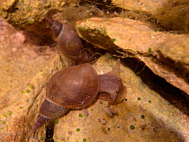Two Great pond snails (Lymnaea stagnalis) grazing algae from submerged rocks in a garden pond, Wiltshire, UK, July.