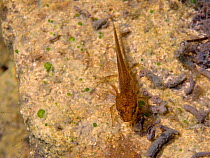 Palmate newt (Lissotriton helveticus) nymph or eft with external gills and legs in a garden pond in daylight, Wiltshire, UK, July.