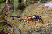 A predatory Common pond skater / Water strider (Gerris lacustris) attracted by vibrations, approaching a Common wasp (Vespula vulgaris) as it drinks water on the margins of a garden pond, Wiltshire, U...