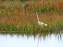 Great white egret (Egretta alba) hunting for fish in a marshland pool with its neck stretched to its full extent Somerset Levels, UK, October.