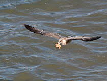 Juvenile Herring gull (Larus argentatus) flying with a Common starfish (Asterias rubens) caught on a very low tide, The Gower, Wales, UK, September.