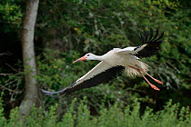 Captive reared juvenile White stork (Ciconia ciconia) flying from a temporary holding pen on release day with a GPS transmitter on its back, Knepp Estate, Sussex, UK, August 2019.