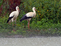 Two captive reared juvenile White storks (Ciconia ciconia) standing on the margins of a pond soon after release from a temporary holding pen in torrential rain, Knepp Estate, Sussex, UK, August 2019.