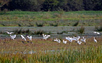 Cattle egret (Bubulcus ibis) flock landing on marshy pastureland beside a group of Lapwings (Vanellus vanellus), Somerset Levels, UK, October 2019. Cattle egrets have been wintering in the UK in incre...