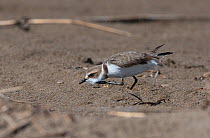 Kentish Plover (Charadrius alexandrinus) in threat pose, running fast and low to chase off an interloper. Ebro Delta sand spit, Catalonia, Spain, April.