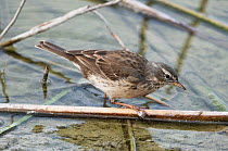 Water pipit (Anthus spinoletta) feeding amongst flotsam at the waters edge. Riet Vell Nature Reserve, Ebro Delta, Catalonia, Spain, April.