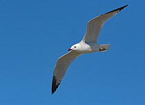 Audouin&#39;s gull (Larus audouinii) in flight. Ebro Delta marismas , Catalonia, Spain, April.