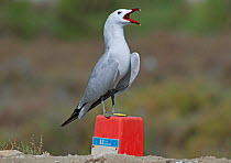 Audouin&#39;s gull (Larus audouinii) male display calling over its breeding territory. Ebro Delta marismas , Catalonia, Spain, May.
