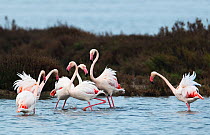 Greater flamingoes (Phoenicopterus roseus) meeting and selecting mates in a disused salt pan. La Tancada Salinas Nature Reserve, Ebro Delta, Catalonia, Spain