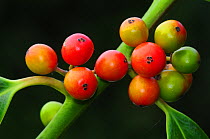 Holly berries (Ilex aquifolium) Dorset, England, UK September.